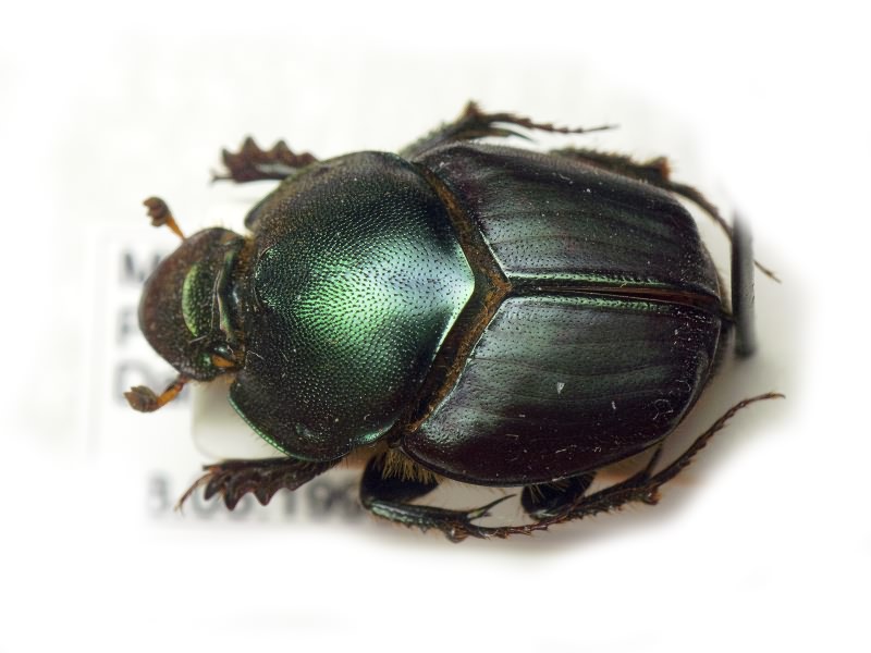 Scarabaeidae Latreille, 1802